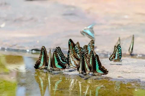 Flock of butterfly Stock Photos