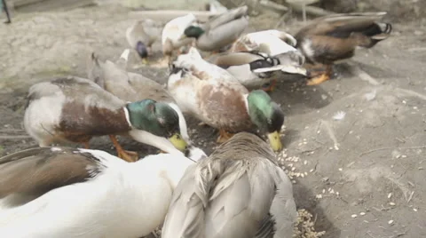 A flock of call ducks feeding in slow motion. Video stock 59821773