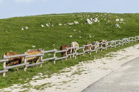 A flock of calves Stock Photos