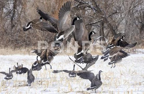 Flock of Canada geese (Branta canadensis) landing in a snowy field Stock Photos