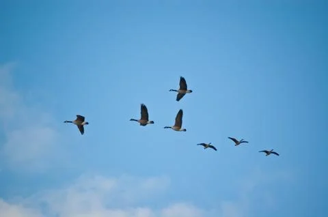 Flock of Canada Geese in Flight Stock Photos