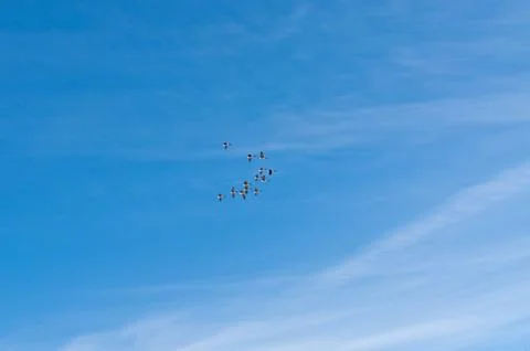 Flock of Canada Geese in Flight Stock Photos