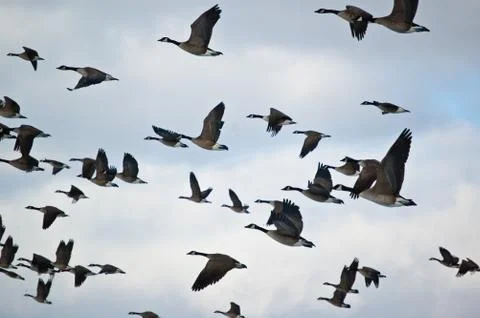 Flock of Canada Geese in Flight Stock Photos