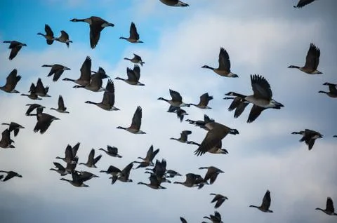 A flock of Canada Geese in flight Stock Photos