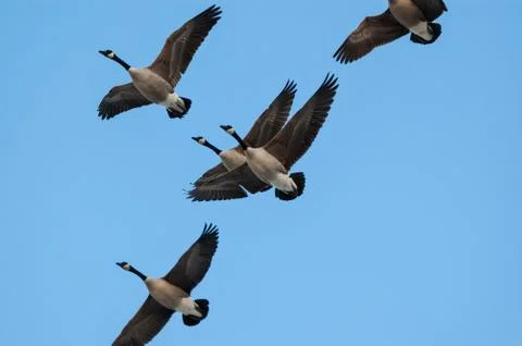 A flock of Canada Geese in flight Stock Photos