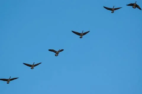 A flock of Canada Geese in flight Stock Photos