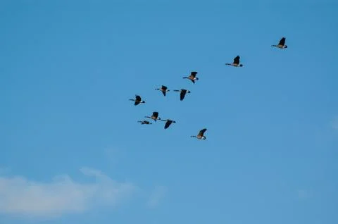 A flock of Canada Geese in flight Stock Photos