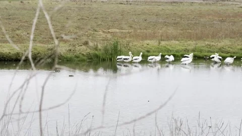 Flock of Canada geese fly over pelicans on a lake Stock Footage 322552686