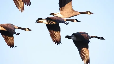 Flock of Canada Geese flying South, Stock Video Pond5