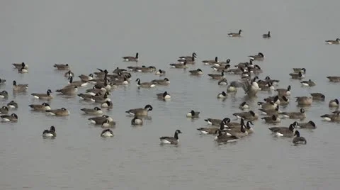 Flock of Canada geese Stock-Footage 20482763