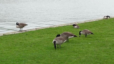 Flock of Canada geese grazing by waterside Stock Footage 335215192