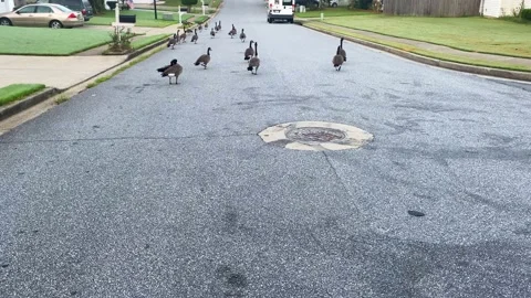 A Flock Of Canada Geese March Down Georgia Neighborhood On Labor Day 2020 Stock Footage 138906528