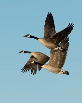 Flock of Canada Geese Stock Photos