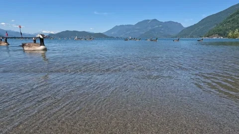 Flock of Canada Geese swimming in the Harrison Lake Stock Footage 201752059