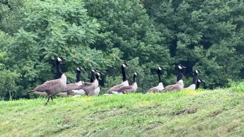 Flock of Canada Geese Walking in Line on Grassy Hill Stock-Footage 339036167