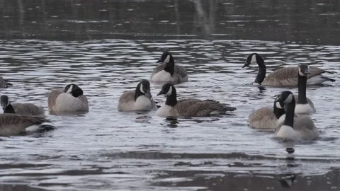 Flock of Canada Goose Bathing in Ice Covered Lake, Migratory Geese Resting scene Stock Footage 239727671