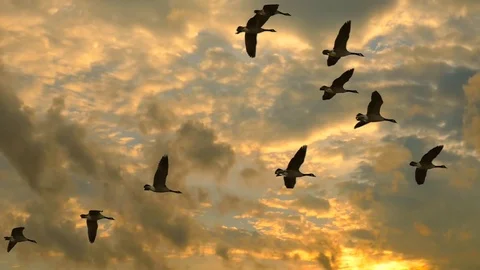 Flock of Canadian Geese flying in slow motion, isolated on dramatic sunrise sky Stock Footage