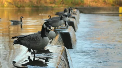 Flock of Canadian geese Video stock 12503535