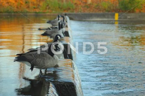 Flock of Canadian geese. Stock Photos