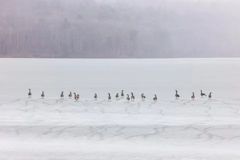 A flock of Canadian geese walk onto a frozen lake Stock Photos