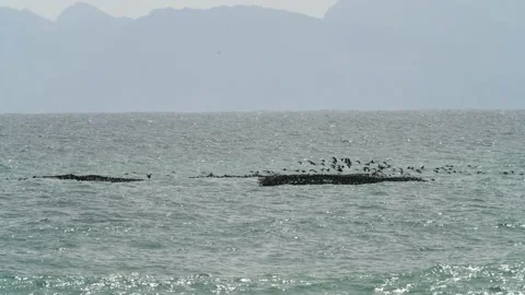 Flock of Cape Cormorants float on waves of the ocean, Indian ocean Stock Footage 232296833