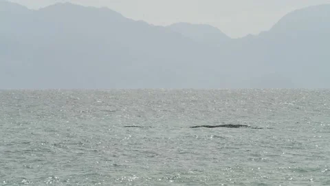 Flock of Cape Cormorants float on waves in Indian ocean Stock Footage 232297483