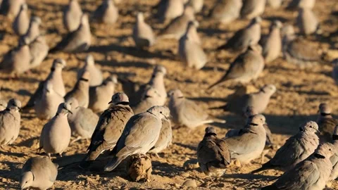 Flock of Cape turtle doves in natural habitat, Kalahari desert, South Africa Stock Footage 294286087