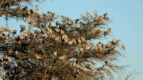 Flock of Cape turtle doves perched in a tree, Kalahari desert, South Africa Stock Footage 345550858