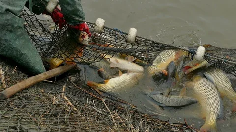 Flock of Carp Fish Caught in the Net Stock Footage 125486204