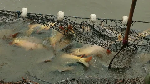 Flock of Carp Fish Caught in the Net Stock Footage 125771670