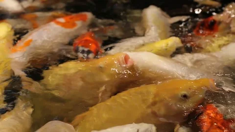 A flock of Carp koi in water 스톡 동영상 109168459