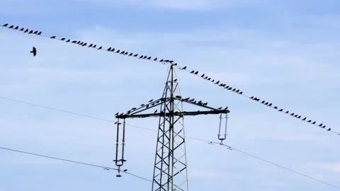 Flock of carrion crows (corvus corone) on power line, pylon, crow, birds Stock Footage 160137124