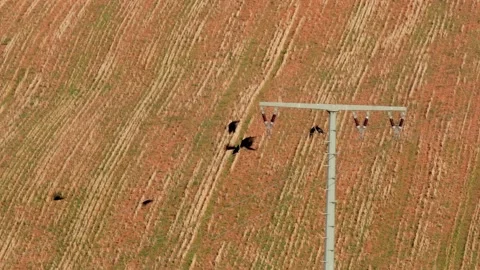 Flock of carrion crows taking off from power lines leaving one crow behind Stock Footage 139605446