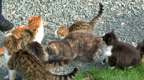 Flock of cats Stock Footage 5793281