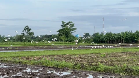 Flock of Cattle Egrets Flying Over a Field Stock Footage 306160165