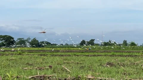Flock of Cattle Egrets Flying Over a Field 스톡 동영상 306161671
