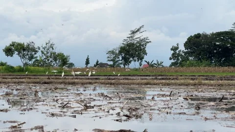 Flock of Cattle Egrets Flying Over a Field Stock Footage 308239802