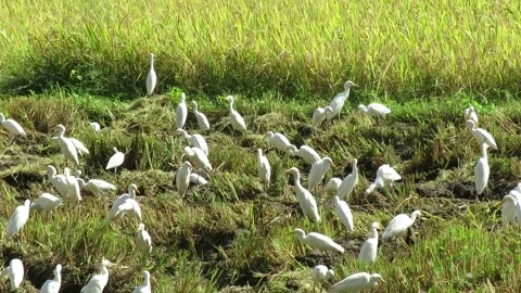 A flock of cattle egrets searching insects in a harvested paddy field. Stock Footage 162123481