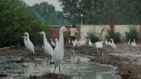 Flock of cattle egrets walking in rice field with farmer working 库存影片 332921046