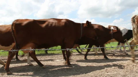 Flock of caw. Stockbeeldmateriaal 57733747