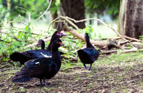 Flock of Cayuga Ducks Foto stock