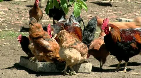 Flock of Chicken Stock Footage