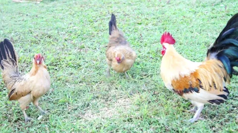 A flock of chickens are feeding Stock Footage 34270375