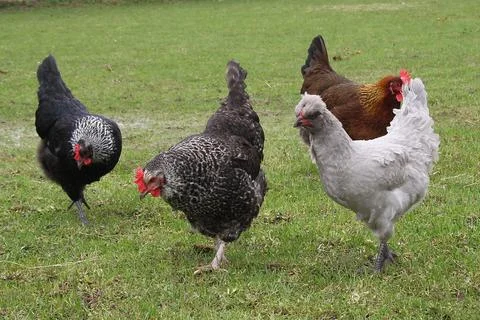 Flock of chickens, backyard, free range hens Stock Photos