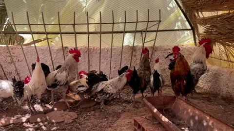 Flock of chickens, Chicken flock 스톡 동영상 274227573
