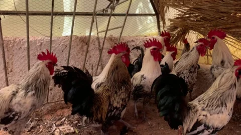 Flock of chickens, Chicken flock Vidéo 274227624