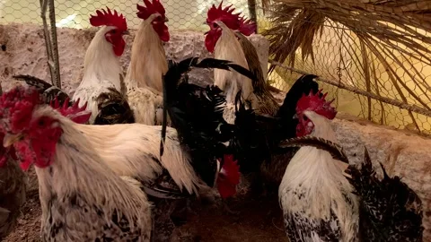 Flock of chickens, Chicken flock 스톡 동영상 274227760