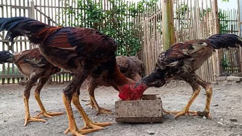 A flock of chickens eating Foto stock