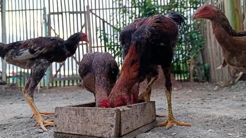 A flock of chickens eating Foto stock