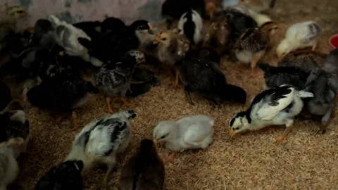 A flock of chickens on a farm is eating Stock Footage 178349357